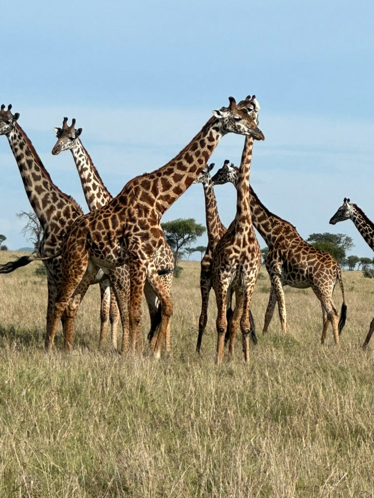Africa